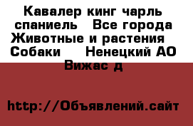 Кавалер кинг чарль спаниель - Все города Животные и растения » Собаки   . Ненецкий АО,Вижас д.